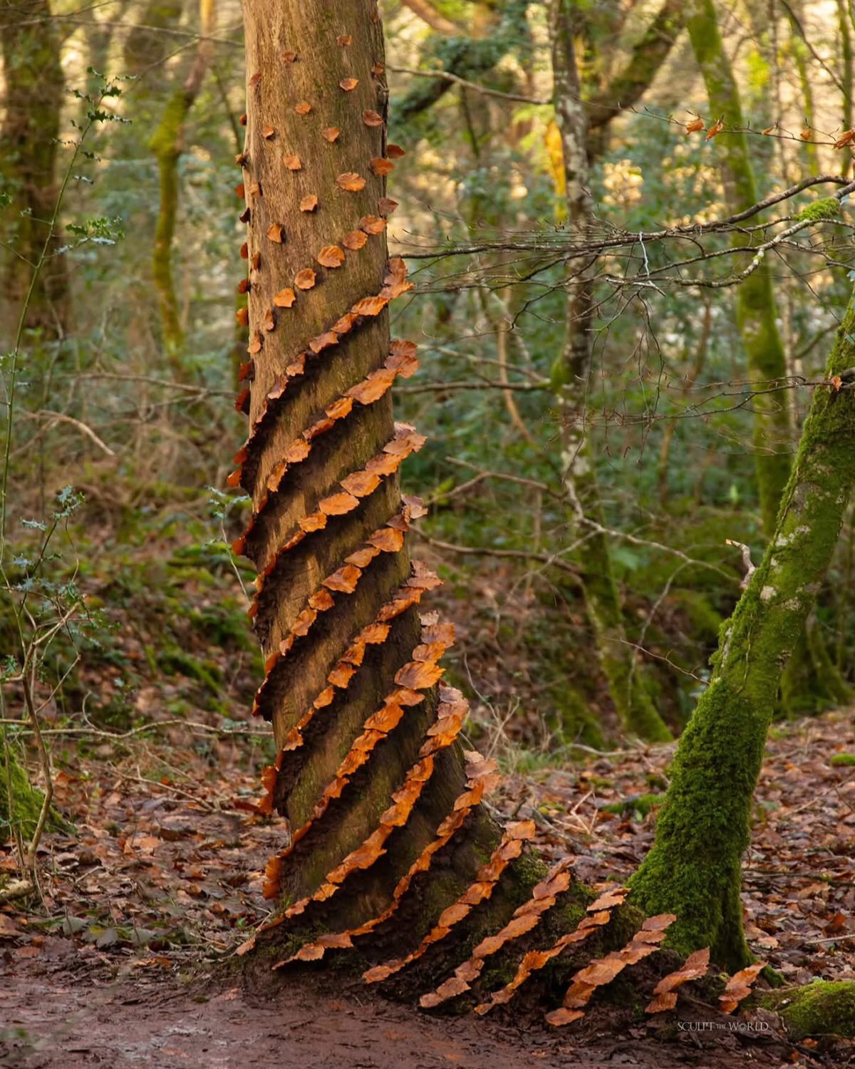 Espiral de hongos sobre tronco