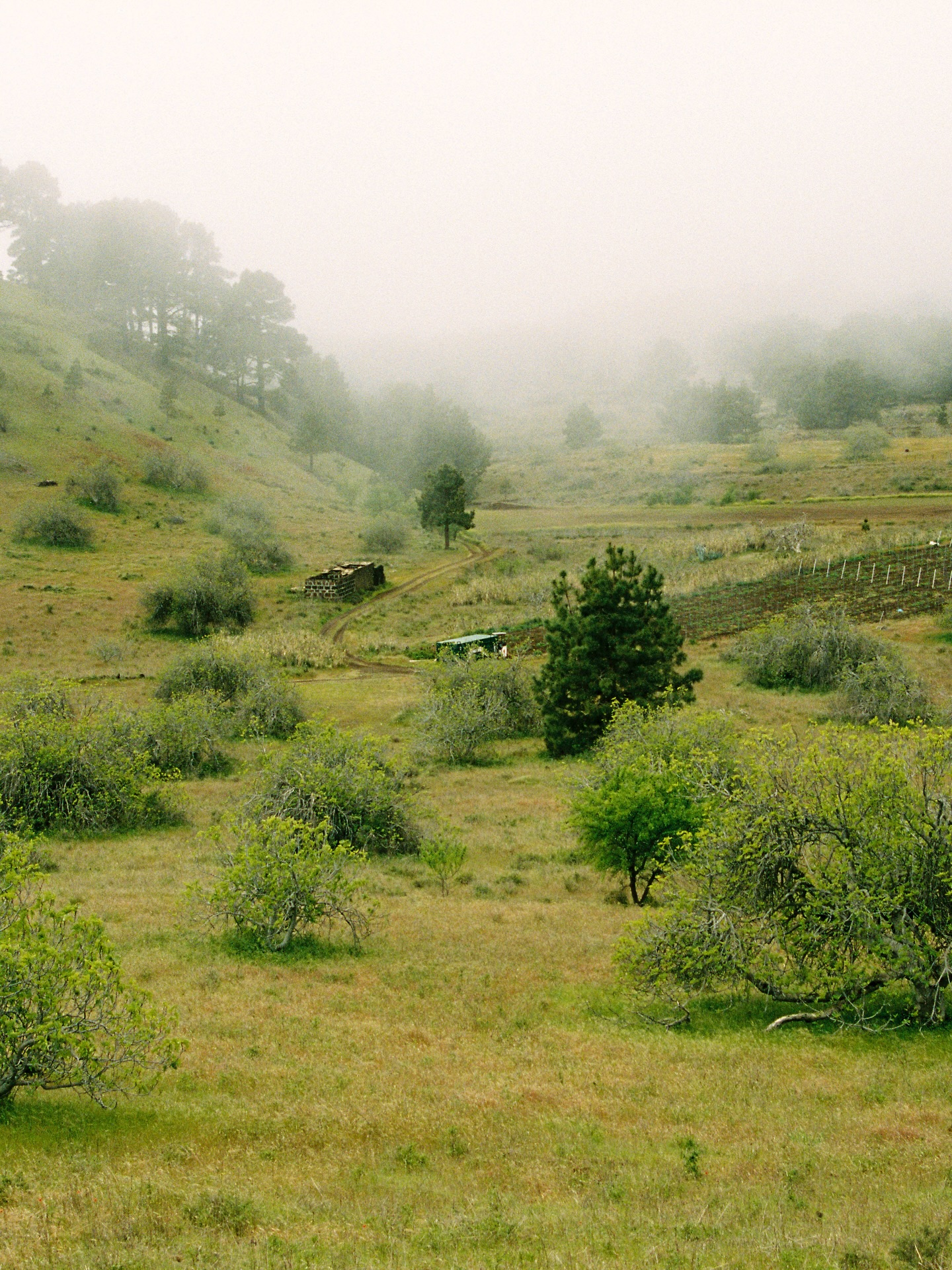 Pradera con niebla
