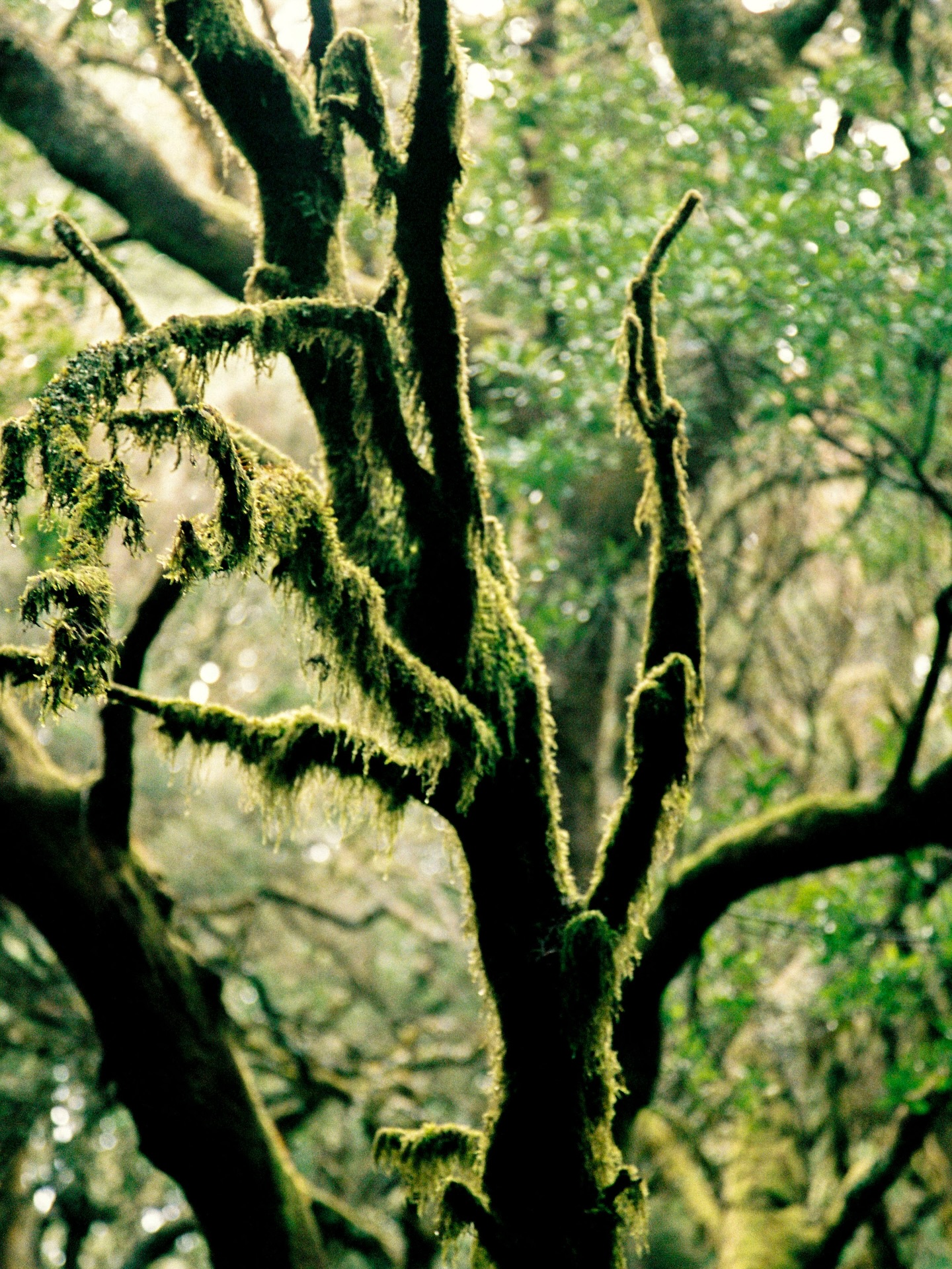 Bosque de musgo