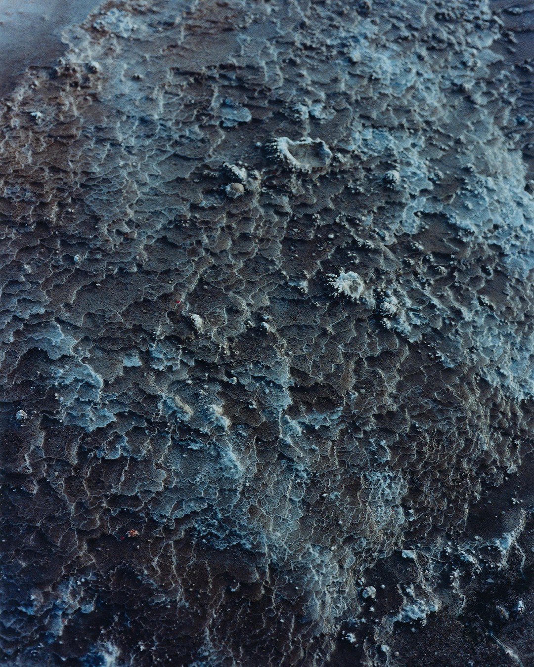 Textura de liquen azul