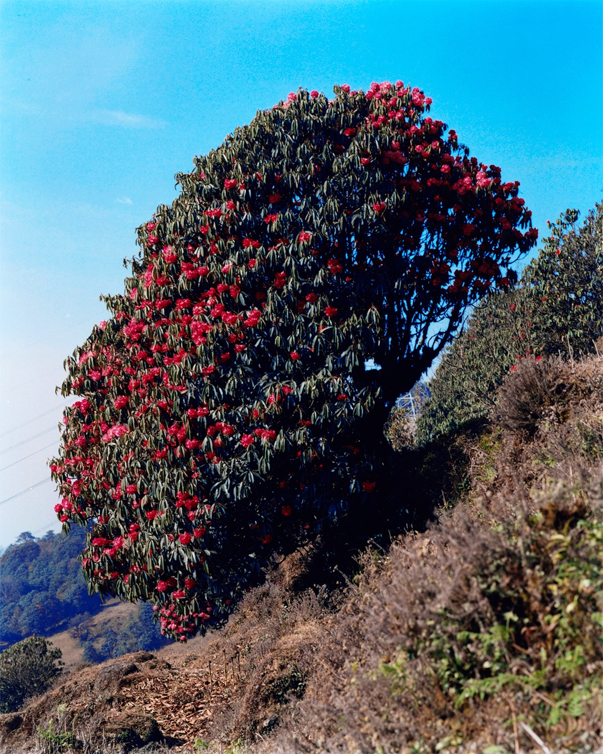 Árbol en flor sobre ladera con la línea de tokens