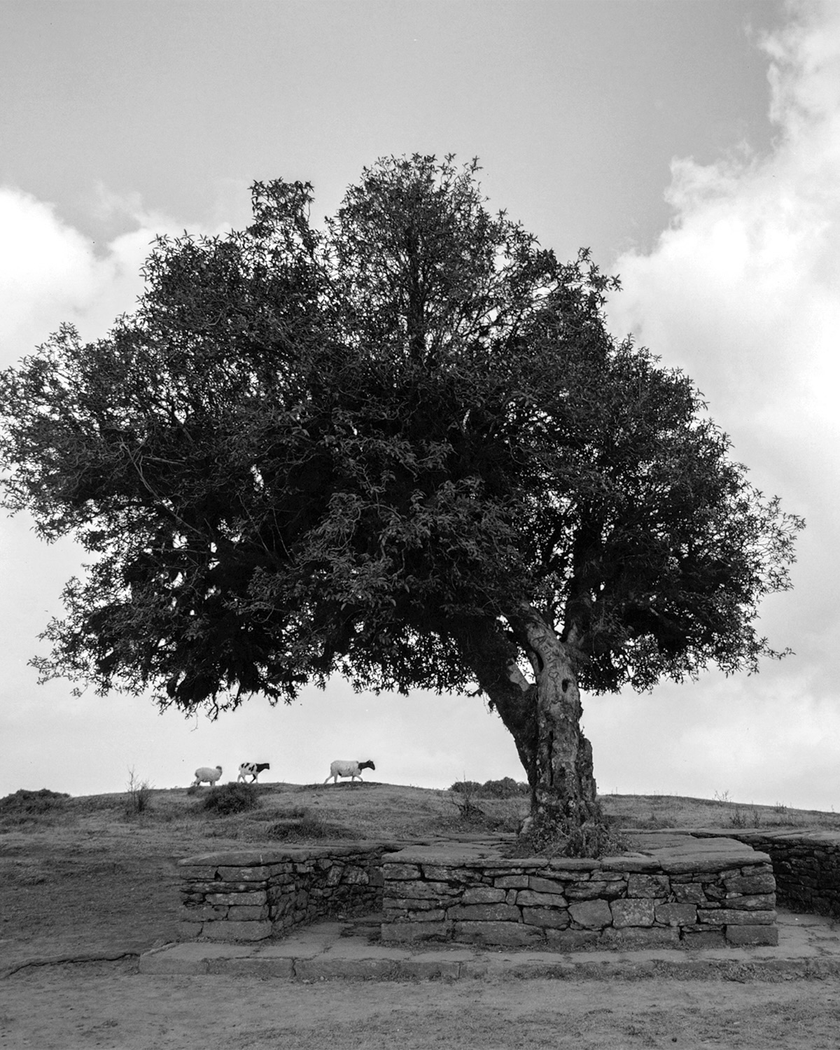 Árbol en blanco y negro con la línea de tokens de la misión centrada